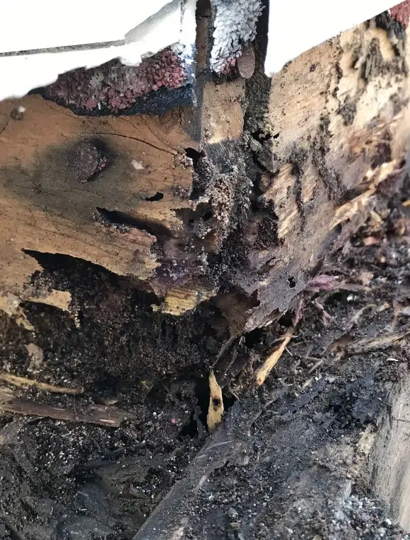 section of home destroyed by termites
